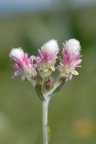 Antennaria dioica, Pied de chat dioïque