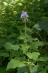 Cicerbita alpina, Cicerbite des Alpes