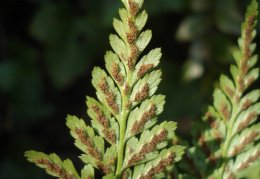 Asplenium adiantum-nigrum, Capillaire noir