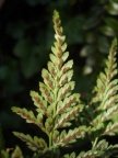 Asplenium adiantum-nigrum, Capillaire noir