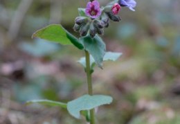 Pulmonaria obscura, Pulmonaire sombre