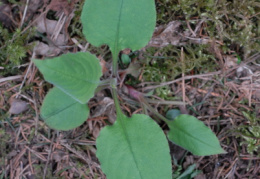 Pulmonaria obscura, Pulmonaire sombre