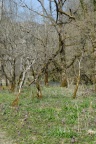 Scilla bifolia, Scille à deux feuilles