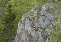 Alyssum montanum, Alysson des montagnes