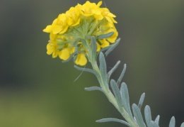 Alyssum montanum, Alysson des montagnes