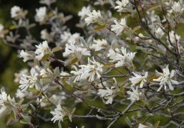Amelanchier ovalis, Amélanchier