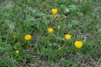 Ranunculus carinthiacus, Renoncule de Carinthie