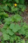 Ranunculus lanuginosus, Renoncule laineuse