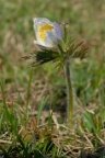 Pulsatilla alpina, Pulsatille des Alpes