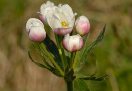 Anemone narcissiflora, Anémone à fleurs de narcisse
