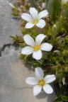 Arenaria grandiflora, Sabline à grandes fleurs