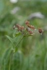 Bupleurum longifolium, Buplèvre à longues feuilles