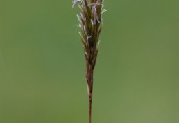 Anthoxanthum alpinum, Flouve des Alpes