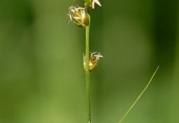 Carex pairae, Laiche de Paira