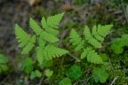 Gymnocarpium dryopteris, Gymnocarpium dryoptéris