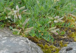 Cytisus decumbens, Cytise rampant