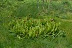 Sarracenia purpurea, Sarracénie pourpre