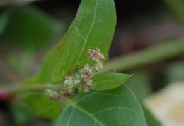 Atriplex prostrata, Arroche couchée