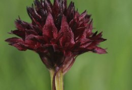 Nigritella austriaca, Nigritelle d'Autriche