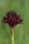Nigritella austriaca, Nigritelle d'Autriche
