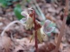 Epipogium aphyllum, Epipogon sans feuilles