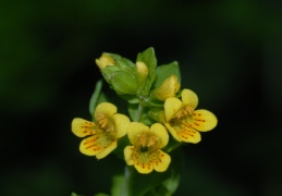 Tozzia alpina, Tozzie des Alpes