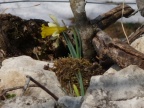 Narcissus pseudonarcissus, Jonquille