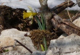 Narcissus pseudonarcissus, Jonquille