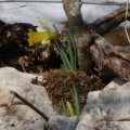 2012-03-24_tete-de-ran_narcissus-pseudonarcissus_fabienne-grossenbacher.jpg