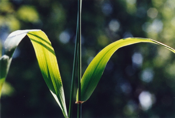 20000000_bonfol_festuca_gigantea_02.jpg