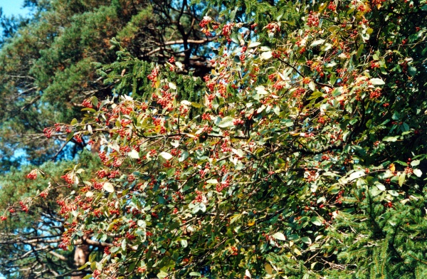 20000400_les-bois_cul-des-pres_sorbus_aria_2.jpg