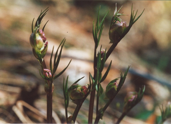 20000500_les-bois_cul-des-pres_lathyrus_vernus_vernus.jpg