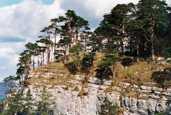 20000500_mervelier_pinus_sylvestris_01.jpg