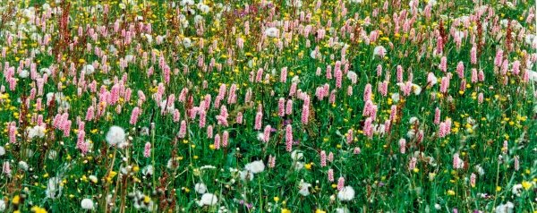 20000500_saignelegier_les-cerlatez_polygonum_bistorta_01.jpg