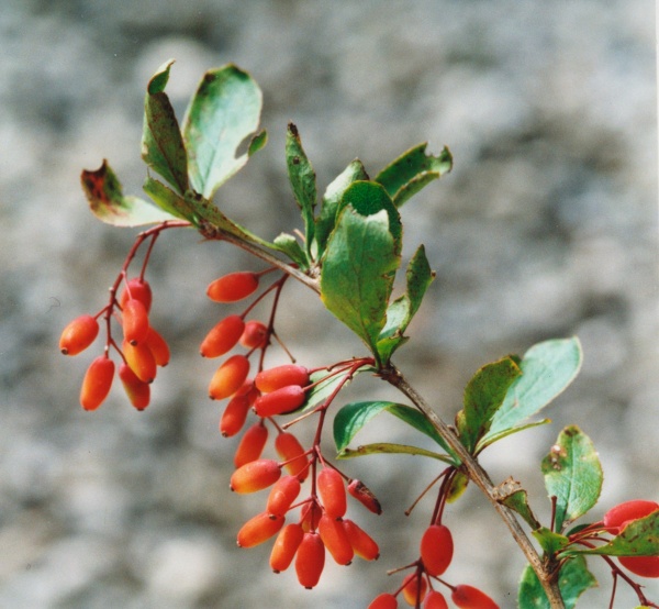 20000510_grandval_berberis_vulgaris_01.jpg