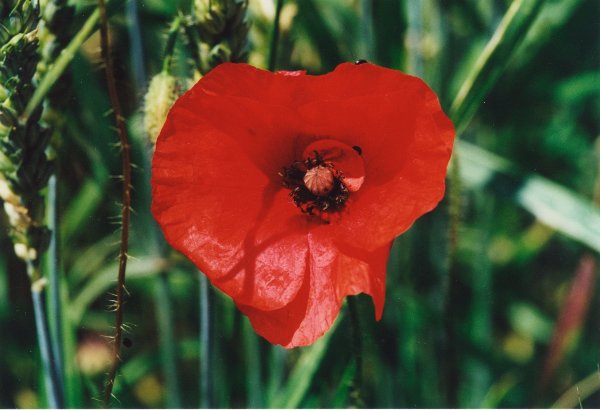 20000600_delemont_la-balastiere_delemont_papaver_rhoeas.jpg