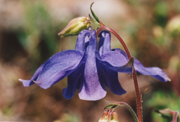 20000600_grandval_aquilegia_vulgaris_03.jpg