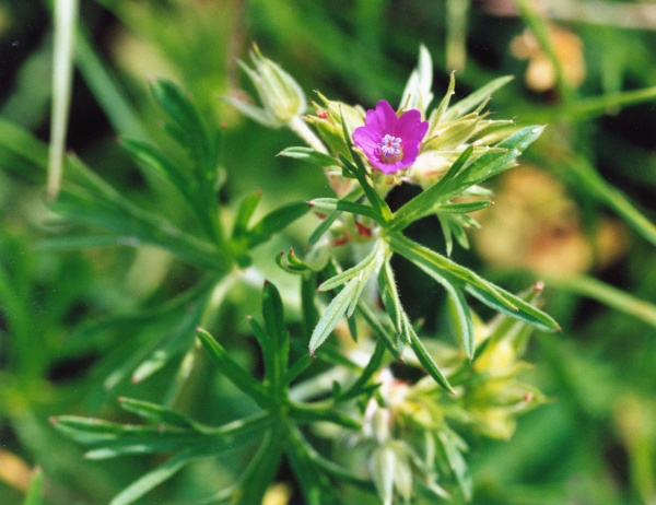 20000600_les-bois_peu-claude_geranium_dissectum_2.jpg