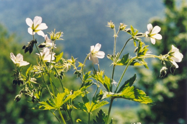 20000600_les-bois_peu-claude_geranium_sylvaticum_1.jpg