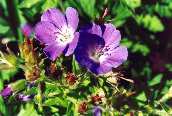 20000600_les-bois_peu-claude_geranium_sylvaticum_2.jpg