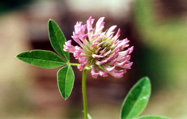 20000600_les-bois_peu-claude_trifolium_medium_2.jpg