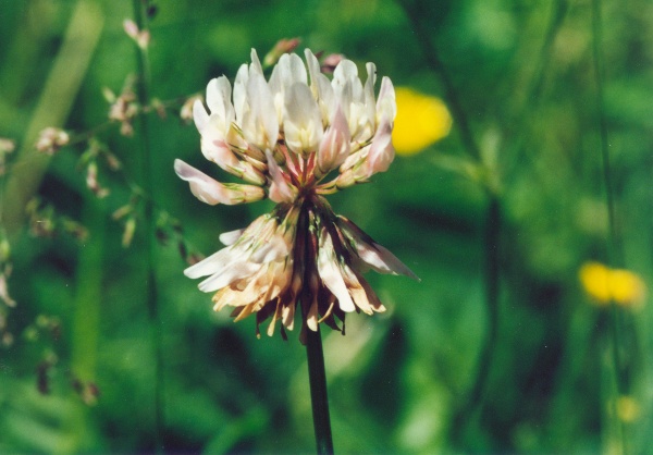 20000600_les-bois_peu-claude_trifolium_repens.jpg