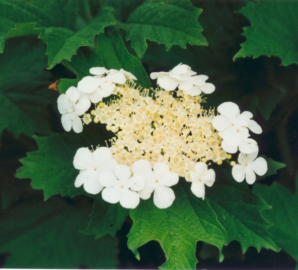 20000600_les-bois_peu-claude_viburnum_opulus_01.jpg