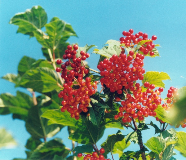 20000600_les-bois_peu-claude_viburnum_opulus_02.jpg