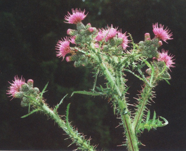 20000600_les-enfers_cirsium_palustre_02.jpg