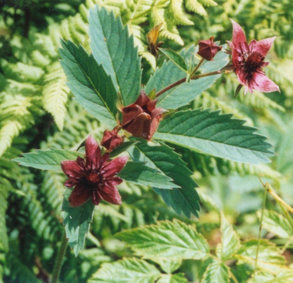 20000600_les-enfers_potentilla_palustris_03.jpg