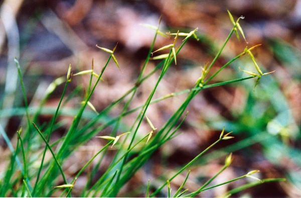 20000600_saignelegier_la-gruere_carex_pauciflora_01.jpg