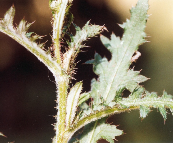 20000600_saignelegier_la-gruere_cirsium_rivulare_02.jpg