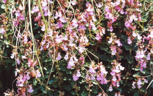 20000600_souboz_les-ecords_teucrium_chamaedrys_02.jpg