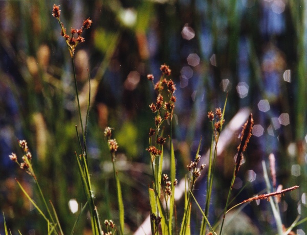 20000700_les-genevez_les-embreux_luzula_multiflora_02.jpg